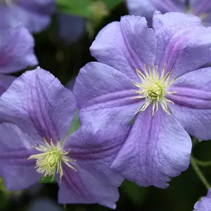 Clematis Perle d'Azur Blue Flowering Vine Climbing Plant 60cm Cane 3L Pot