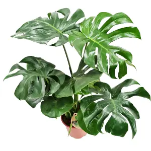 House Plant - Swiss Cheese Plant - 14 cm Pot size - 50-70 cm Tall - Monstera Deliciosa - Indoor Plant