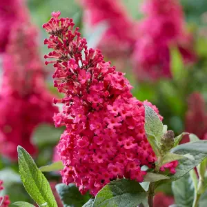 Buddleja Butterfly Candy Little Ruby 3 Litre Potted Plant x 1