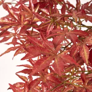 Homescapes Acer Tree in Pot, 120 cm Tall