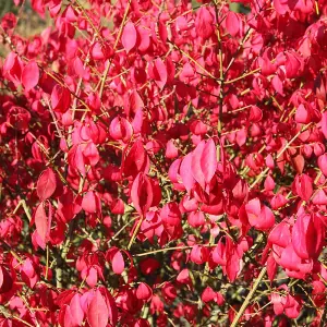 Euonymus Alatus Garden Shrub - Attractive Autumn Color, Green Foliage, Compact Size, Hardy (15-30cm Height Including Pot)