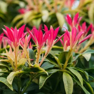 Pieris Forest Flame (15-25cm Height Including Pot) Garden Plant - Variegated Foliage and Red Blooms