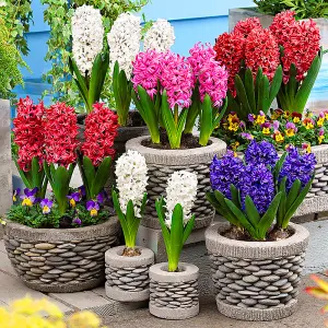 Hyacinth Mixed Flowering Bulbs (250 Pack)