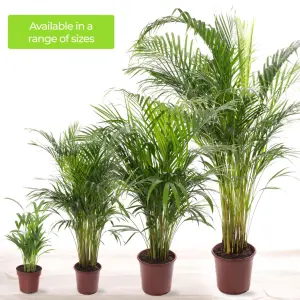 Areca Palm - Lush Tropical Houseplant for Indoor Spaces (100-120cm Height Including Pot)