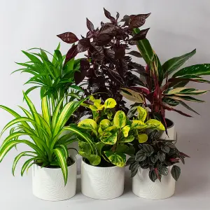 Pet Friendly Plants Indoor - Mix of 6 Real House Plants in 13cm Growers Pots