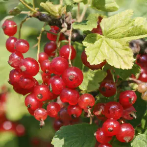 Lincolnshire Fruits Junifer Potted 5 Litre Red Currants