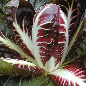 Radicchio Rossa Di Treviso Precoce 1 Seed Packet