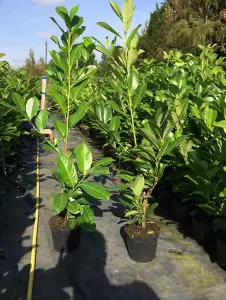 Direct Plants Cherry Laurel Hedging Plants Large 2-3ft Pack of 10 Supplied in 2 Litre Pots