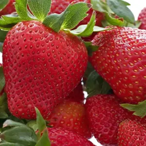 Strawberry Hapil Bare Root - Grow Your Own Bareroot, Fresh Fruit Plants, Ideal for UK Gardens (5 Pack)