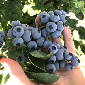 Blueberry Goldtraube - Vaccinium corymbosum, Fruit-Bearing Shrub (30-50cm Height Including Pot)