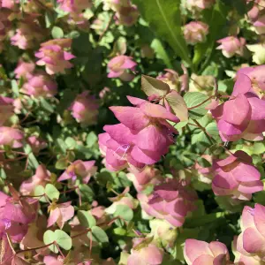 1 x Oregano Kent Beauty Shrub in 10.5cm Pot - Ornamental Origanum Perennial - Grow in Beds, Borders, Rock Gardens & Patio Pots