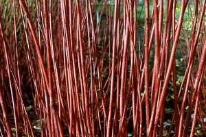 1-2ft Red Dogwood (Cornus Alba 'Sibirica') Field Grown Hedging Plants Tree Sapling  - Pack of 10