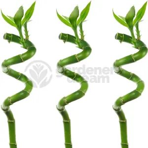 Lucky Bamboo - Serene Trio of Elegance (3 Stems, 40-45cm)