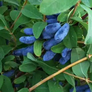 Honeyberry Boreal Blizzard - Hardy Edible Berry Shrub with Ornamental Value (30-50cm Height Including Pot)