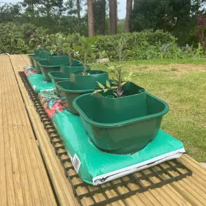 Tomato & Vegetable Growbag Pots (Set of 12)