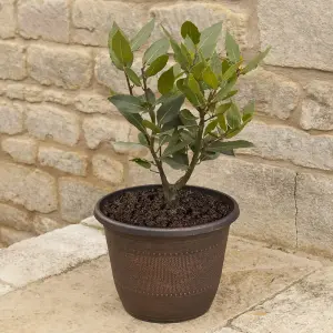 Kitchen Bay Laurel Established 25-30cm Tall Plant in 12cm Pot