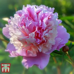 Peony Sorbet - 1 Bare Root Plant