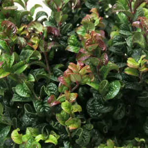 Leucothoe Curly Red Plant in 2L Pot with Hessian Gift Wrap - Dog Hobble Evergreen Shrub - Easy to Grow Christmas Gardening Gift