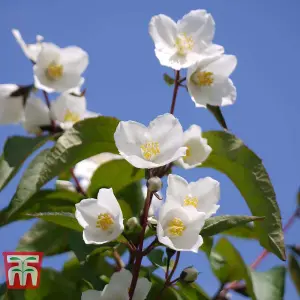 Philadelphus Starbright 3.6 Litre Potted Plant x 1