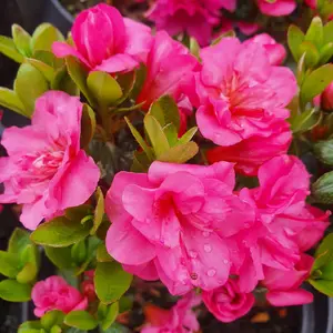 Azalea Rokoko - Evergreen Shrub, Pink Blooms, Compact Size (20-30cm Height Including Pot)