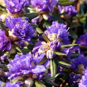 Rhododendron Azurika Garden Plant - Stunning Purple Blooms, Compact Size (20-30cm Height Including Pot)