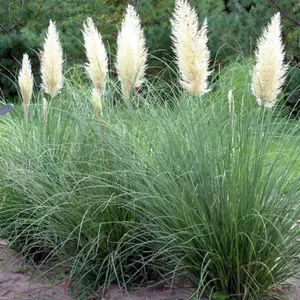 Pampas Grass 'Pumila' - White Cortaderia Plant in 2 Litre Pot - 35-45cm High