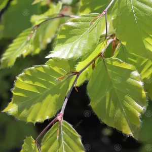 Fagus Sylvatica 'Green Beech' Bare Root Hedge Hedging Tree Plants (2-3ft, 50 Plants)