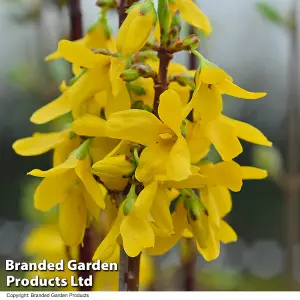 Forsythia Intermedia 1 BR 60/90