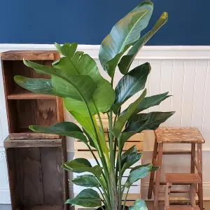 Strelitzia nicolai - White Bird of Paradise Houseplant, Evergreen Upright Plant with Bright Green Foliage (40-50cm)