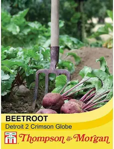 Beetroot Globe 2 1 Seed Packet (250 Seeds)