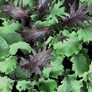 Kale Babyleaf Mix 1 Seed Packet