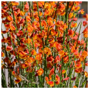 Cytisus 'Lena' Broom Plant In 1-2L Pot, Stunning Fragrant Red/Yellow Flowers