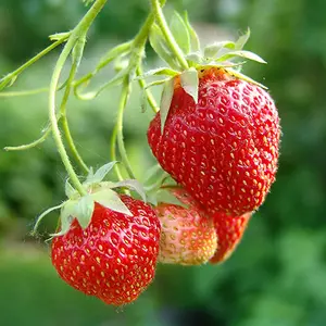 Strawberry Elsanta - Outdoor Fruit Plants for Gardens, Pots, Containers (9cm Pots, 5 Pack)