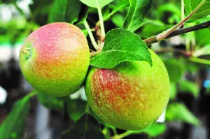 Lincolnshire Fruits Charles Ross Potted Apple 7 Litre Tree