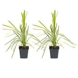 You Garden - 2 x Cortederia Selloana Rosea Pampas Grass Pink in 9cm Pot - Garden Ready Pamapas Grass Supplied as 2 x Established P