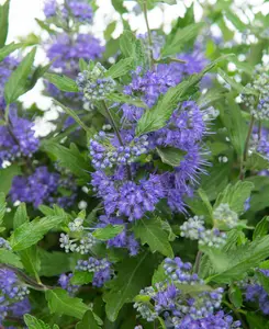  Caryopteris Blue Balloon - Autumn Flowering Shrub 1 X 9cm Pot