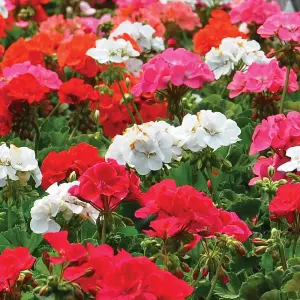 Geranium Border Supreme F2 Hybrid 1Seed Packet (18 Seeds)