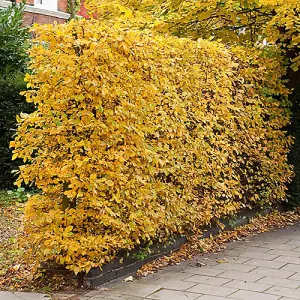 Hornbeam Hedge Carpinus betulus Set of 25 Bare Root Hedges 40-60cm