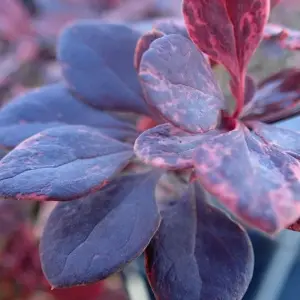 Berberis Flamingo - Barberry, Hardy Shrub, Low Maintenance (20-30cm Height Including Pot)