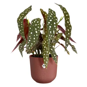 Elho Jazz Round 26cm Tuscan Red Recycled Plastic Plant Pot