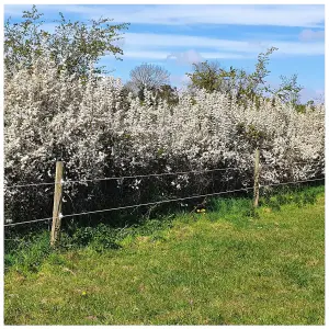 3 Blackthorn Hedging 40-60cm, Prunus Spinosa, Native Flowering Sloe Berry Hedge 3FATPIGS