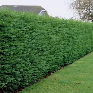 Leylandii Green Garden Plant - Golden Foliage, Compact Size (30-50cm, 50 Plants)