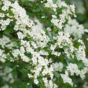 Hawthorn Hedge Crataegus monogyna Set of 50 Bare Root Hedges, 40-60cm tall