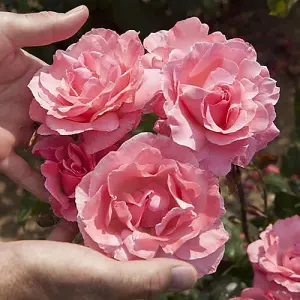 Rose 'Queen Elizabeth' bare root (pink)