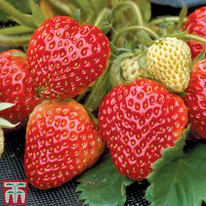 18 Strawberry Fruit Plants Full Season Collection (Honeoye, Cambridge Favourite, Florence) Easy to Grow Your Own Strawberries