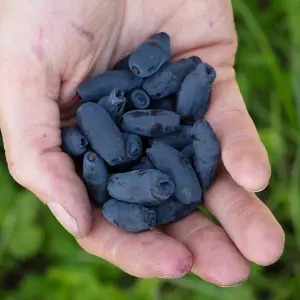 Honeyberry Blue Banana - Lonicera caerulea edulis, Edible and Delicious Honeyberries (30-50cm Height Including Pot)