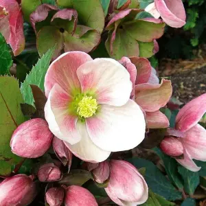 1 x Helleborus Pink Marble Christmas Rose Plant in 9cm Pot - Autumn Winter Flowering