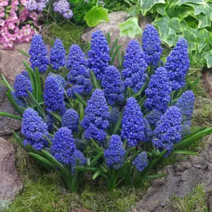 25 x Muscari Grape Hyacinth Blue Spike Spring Bulbs - Outdoor Flowering Perennials - UK Hardy - Grow in Beds, Borders & Patio Pots