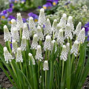 Muscari Siberian Tiger Flowering Bulbs (25 Pack)