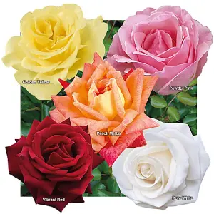 Garden Rose Collection, 5 x Bare Root Bushes, Tea Rose Hybrid Varieties, Disease Resistant, Easy to Grow